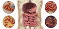 Intestinal microbiome, bacteria colonizing different parts of digestive system