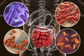 Intestinal microbiome, bacteria colonizing small intestine Royalty Free Stock Photo