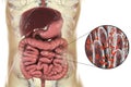 Intestinal microbiome, close-up view of intestinal villi and enteric bacteria