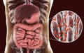 Intestinal microbiome, close-up view of intestinal villi and enteric bacteria Royalty Free Stock Photo