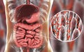 Intestinal microbiome, close-up view of intestinal villi and enteric bacteria