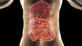 Intestinal microbiome, medical concept