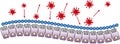 Intestinal mucosa immunity