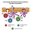 Intestinal Mucous Membrane Royalty Free Stock Photo