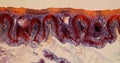 Intestinal tissue from Frog