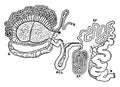 Intestinal Tract of Giraffe, vintage illustration