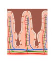 Intestinal villi anatomy, epithelial cells with microvilli and capillary network detailed illustration Royalty Free Stock Photo