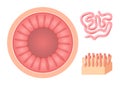 Intestinal villi anatomy, small intestine lining . organ Royalty Free Stock Photo