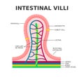 Intestinal villi. Microvilli. Intestinal epithelium. Villi absorb nutrients from the food. Royalty Free Stock Photo