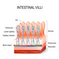 Intestinal villi in the small intestine. Human anatomy.