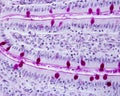 Goblet cells and brush border of intestinal epithelium Royalty Free Stock Photo