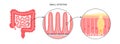 Intestinal villi anatomy