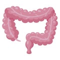 Intestine alimentary canal icon, anatomy and health