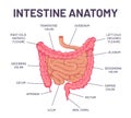 Intestine anatomy. Human body digestive system bowel infographic with duodenum, colon and jejunum. Internal abdominal Royalty Free Stock Photo