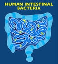 Intestine bacteria and viruses. Presence of forms and organisms, human microbiota