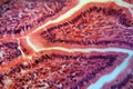 Intestine Cells under the Microscope