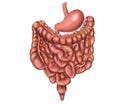 Intestine