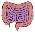 Intestine Gut Digestive System Diagram Royalty Free Stock Photo