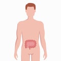 Intestine on man body silhouette vector medical illustration isolated on white background. Human inner organ placed in Royalty Free Stock Photo