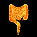 Intestine posterior view