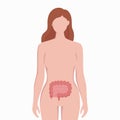 Intestine on woman body silhouette vector medical illustration isolated on white background. Human inner organ placed in