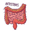 Intestines. Humans and animals internal organs. Medical theme for posters, leaflets, books, stickers. Human organ