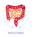 Intestines digestive system isolated icon internal organs Royalty Free Stock Photo