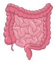 Intestines