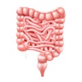 Intestines. Realistic 3d vector illustration of small and large intestine. Human internal organ, digestive tract. Vector