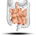 Intestines. Realistic flat illustration of small and large intestine. digestive tract on white background