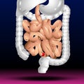 Intestines. Realistic flat illustration of small and large intestine. Human internal organ, digestive tract