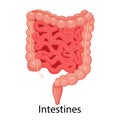 Intestines. Realistic flat vector illustration of small and large intestine. Human internal organ, digestive tract. Vector