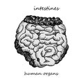 Intestines. Realistic hand-drawn icon of human internal organs. Engraving art. Sketch style. Design concept for your