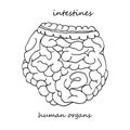 Intestines. Realistic hand-drawn icon of human internal organs. Line art. Sketch style. Design concept for your medical