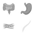 Intestines, stomach, muscles, spine. Organs set collection icons in monochrome style vector symbol stock illustration