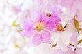 Inthanin flowers Royalty Free Stock Photo