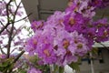 Inthanin flowers or Queen crape myrtle, Lagerstroemia macrocarpa Wall