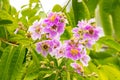 Inthanin flowers or Queen`s Flower blooming with water droplets on the petals on tree. Royalty Free Stock Photo