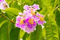 Inthanin flowers or Queen's Flower blooming with water droplets on the petals on tree after the rain. Royalty Free Stock Photo