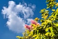 Inthanin green leaves, pink flowers and sky clouds. Royalty Free Stock Photo