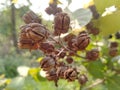 Inthanin seeds brown