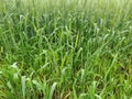 Intial paddy crop Royalty Free Stock Photo
