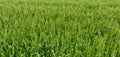 Intial paddy crop Royalty Free Stock Photo