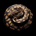 A Ball Python In A Defensive Coil Under Dramatic Light Generative AI.jpeg Royalty Free Stock Photo