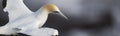 Intimate close up with a Australasian gannet in flight, showing itÃ¢â¬â¢s top plumage feathers Royalty Free Stock Photo