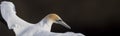 Intimate close-up with a Australasian gannet in flight, showing itÃ¢â¬â¢s top plumage feathers Royalty Free Stock Photo