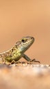 Intimate close up of a common lizard basking in warm sunlight on textured ground Royalty Free Stock Photo