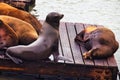 A Curious Sea Lion and a Snoozing Companion Royalty Free Stock Photo