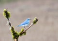 Intimate closeup photograph of a Mountain bluebird perched on a branch