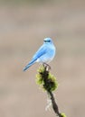 Intimate closeup photograph of a Mountain bluebird perched on a branch